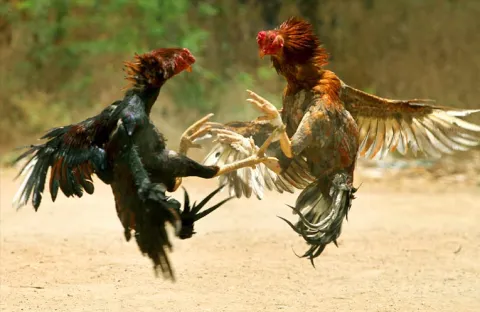 Sankranti Cockfighting 2026 in AP