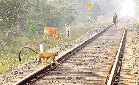 Artificial intelligence is used to prevent train accidents