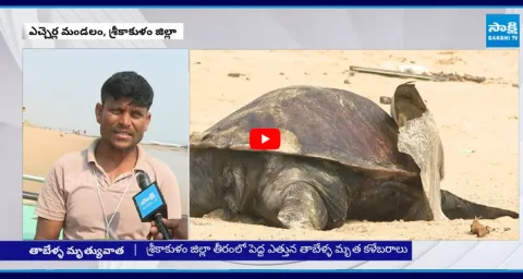 Massive Death of Olive Ridley Turtles in Srikakulam 1