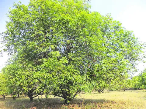 మామిడి పూత యాజమాన్య పద్ధతులు