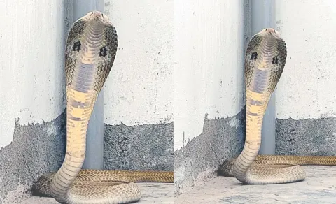cobra found at under construction apartment narsingi