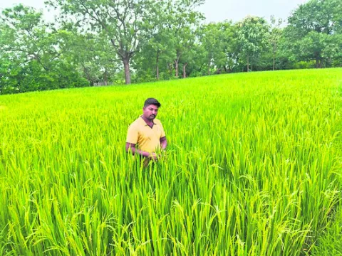 సేంద్రియ సాగులో రాణిస్తూ.. 
