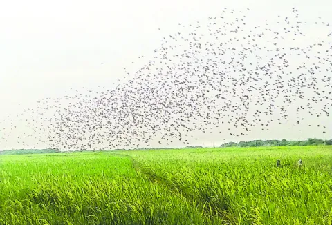 ‘పొట్ట’ కొట్టకే పిట్టా! 