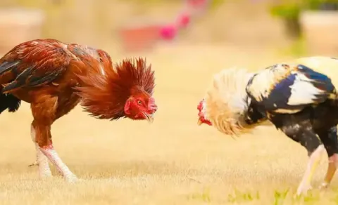 srikakulam sankranti cockfighting tradition