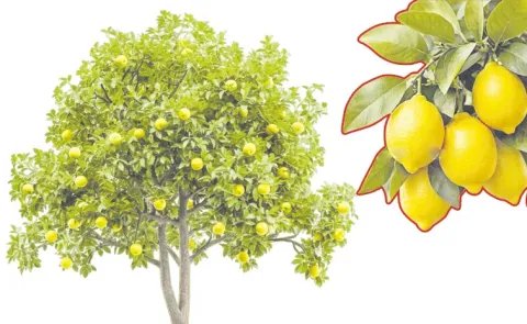 Farmers Fires On Chandrababu Naidu