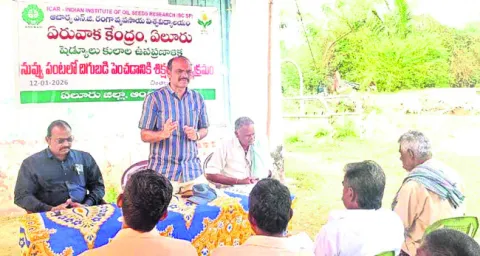 నువ్వుల పంటతో రైతులకు అధిక లాభాలు 