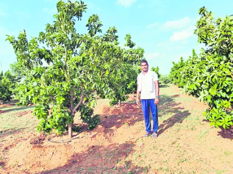 దెబ్బడగూడలో అవకాడో.. 