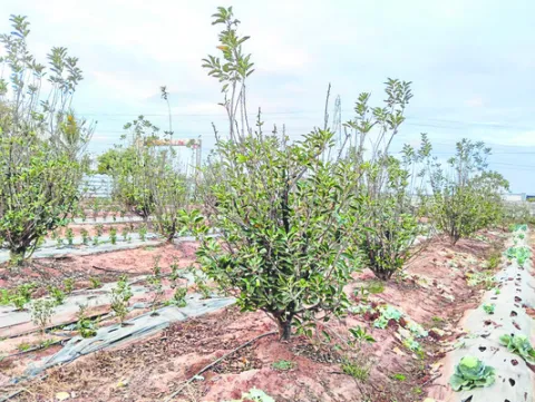 ● ఆపిల్‌.. జిగేల్‌ 
