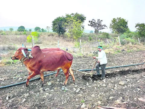 ‘లాల్య..గెంద్యా’తో సేద్యం
