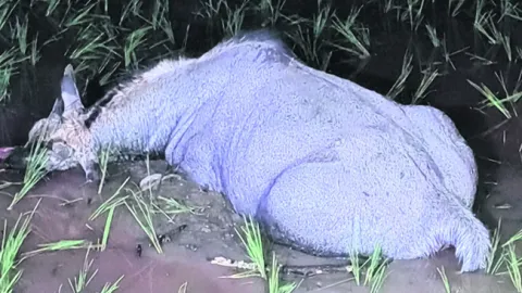 వాహనం ఢీకొని నీల్‌ గాయ్‌ మృతి 