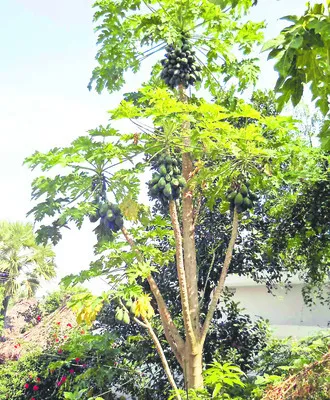 ఫ బొప్పాయి.. గొప్పోయి.. 