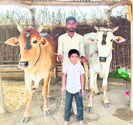 కౌలుకు సాగు.. ఎద్దులపై ప్రేమ