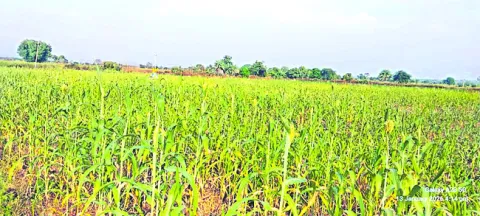 ● సంప్రదాయ ‘తోరణం’