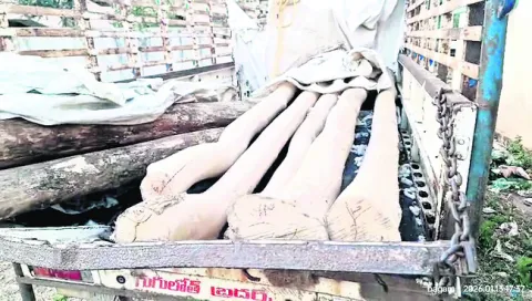 అక్రమంగా తరలిస్తున్న కలప స్వాధీనం 
