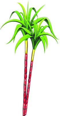 పిండి వంటల ఘుమఘుమలు.. 