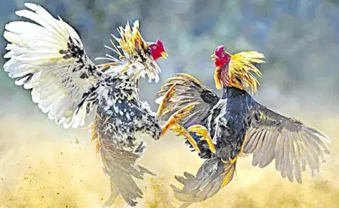 Cockfights in Full Swing in Kakinada District