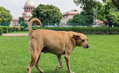 Sakshi Editorial On Street Dogs Issue In India