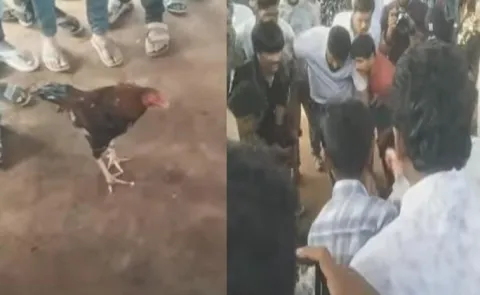 1 53 Crore Win: Massive Cockfight In Tadepalligudem