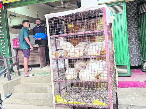 కొండెక్కిన కోడి