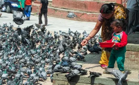 A fine was imposed in London for feeding the birds13