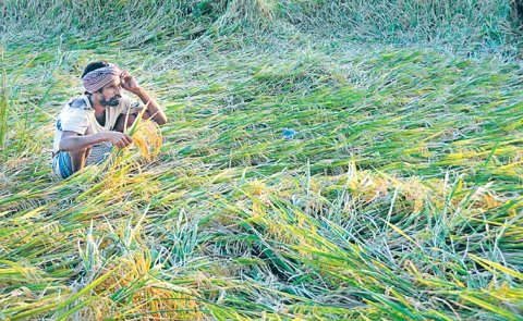 Farmers Worry With Chandrababu Govt At Sankranthi Festival Times