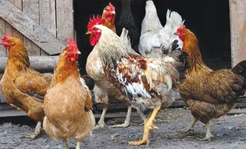 Huge Demand For Chicken For Kanuma Festival