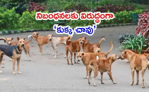 Animal rights activists suspect magnesium sulphate used in mass killing1