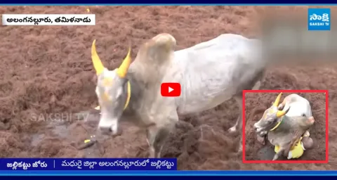 Man Brought Down Bull in Jallikattu  1