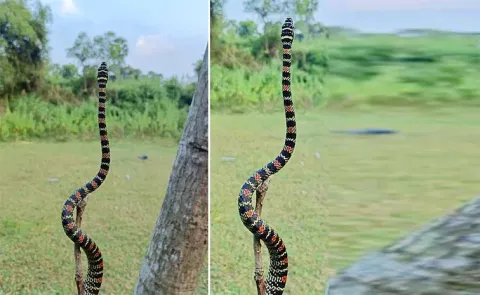 A snake was found lying on a woman chest in Australia