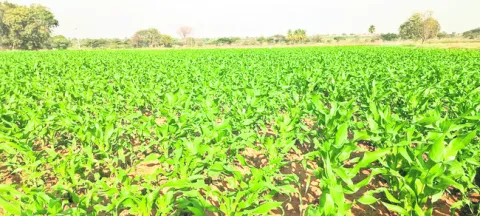 రైతు భరోసా ఏది? 