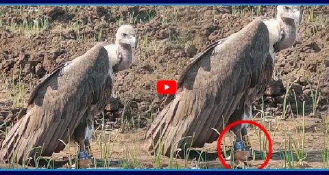 Vulture Spotted With GPS Stickers To Legs At Medak 1