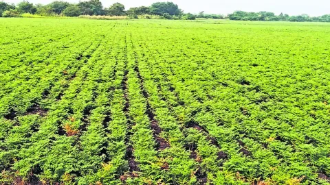 రబీ సాగు అంతంత మాత్రమే 