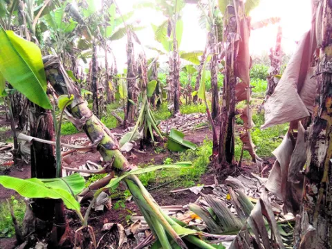 అరటి తోటల్లో దొంగలు 