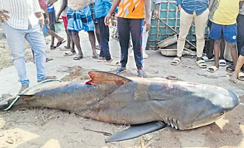 Pregnant Shark Weighing 400 kg Caught in Fishing Net off Pakala Coast in Prakasam District