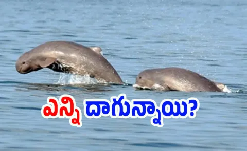 Govt launches second nationwide Dolphin census