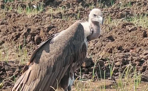 A vulture with a GPS tracker is roaming in Medak