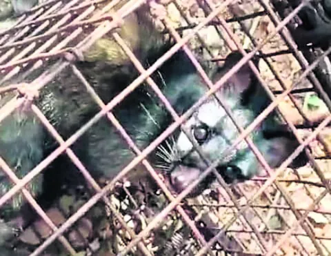 వాట్సాప్‌ స్టేటస్‌లో పునుగు పిల్లి