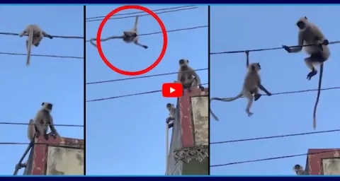 Netizens Are Impressed By What A Mother Monkey Did Video Goes Viral 1