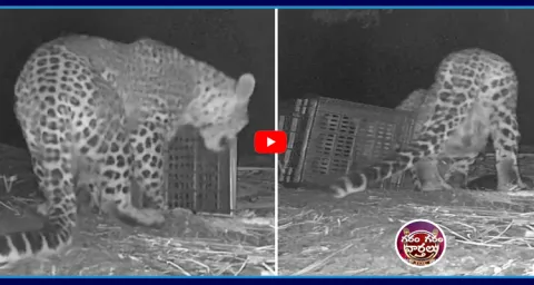 Garam Garam Varthalu Tiger Found His Lost Cubs  1