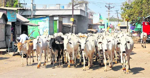 మూగజీవాలకూ.. మందుల్లేవ్‌!
