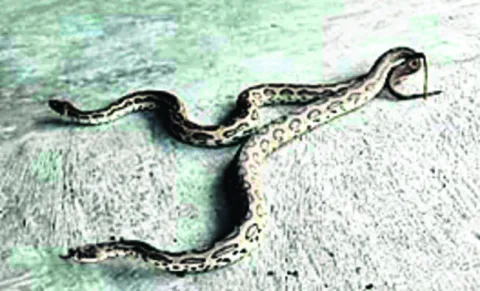 రక్తపింజర్ల  సంచారంతో ఆందోళన 