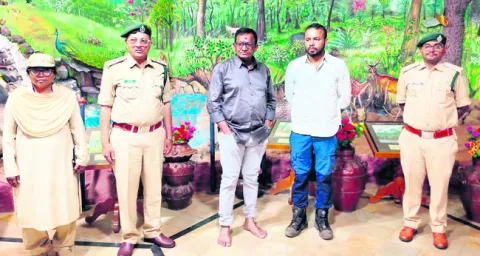 నల్లమలలో 87 పెద్ద పులులు 