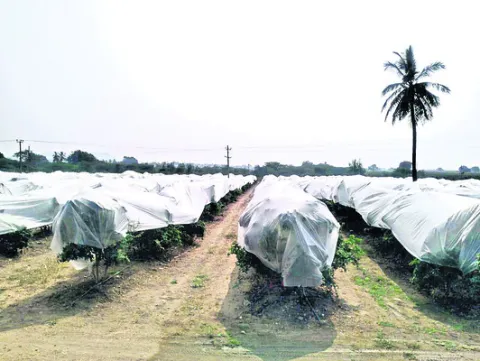 ధర్మవరం కాలువకు నీటి మళ్లింపు 