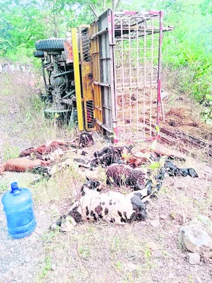 ట్రాలీ బోల్తా : 15 గొర్రెలు మృతి