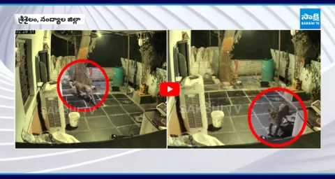 Leopard Enter The House Near Pathalaganga 1