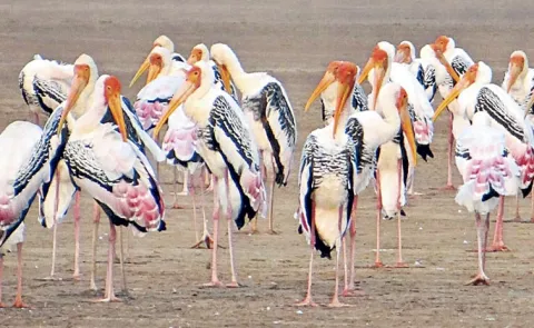 Flamingo Festival to begin from January 10 in Tirupati district