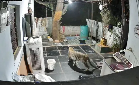 Leopard Was Spotted Roaming Near A House In Srisailam