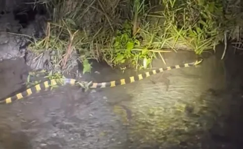 Banded krait is highly venomous snake found in India: venomous snake caught on camera