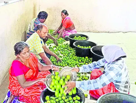 నిమ్మ రైతులకు ఊరట