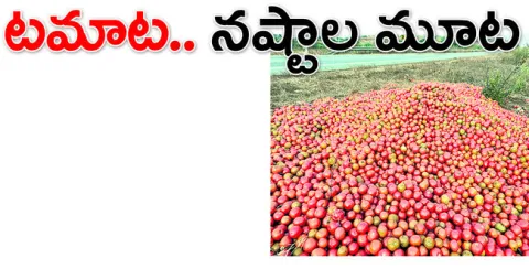 టమాట రైతులు ఆశ – నిరాశ నడుమ కొట్టుమిట్టాడుతున్నారు. అలా